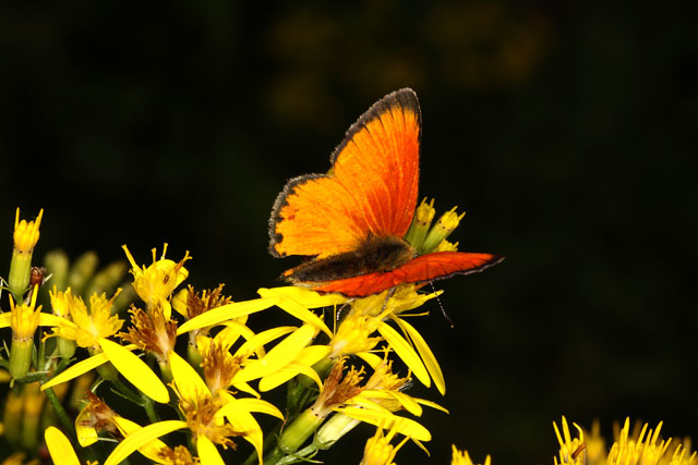 Lycaena virgaureae - Copyright Denis Bourgeois